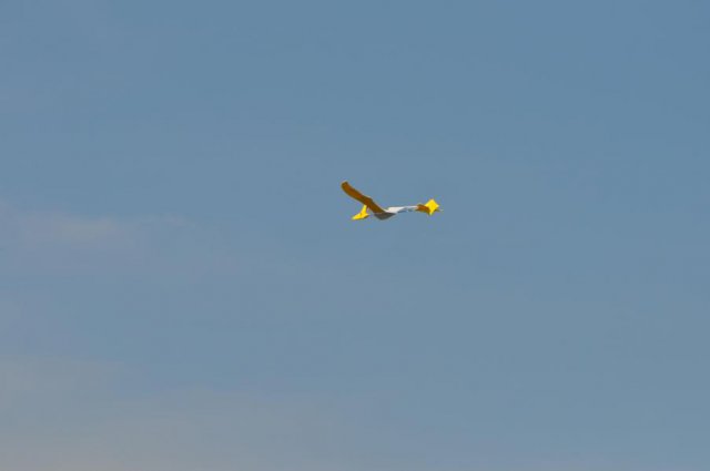 2016_Flugtag_Wilsche (124)